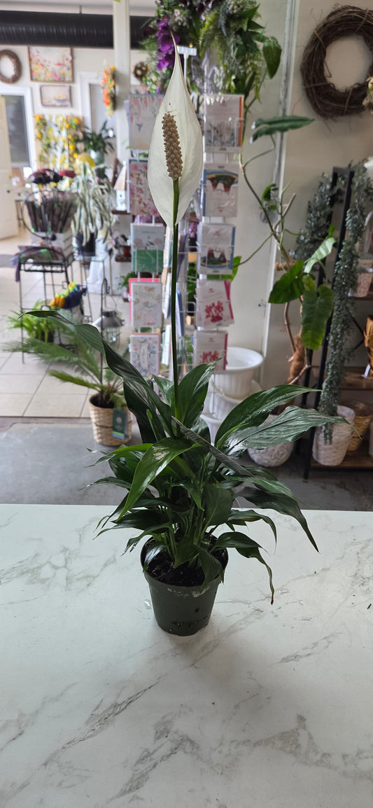 4" Peace Lily