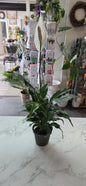 4" Peace Lily