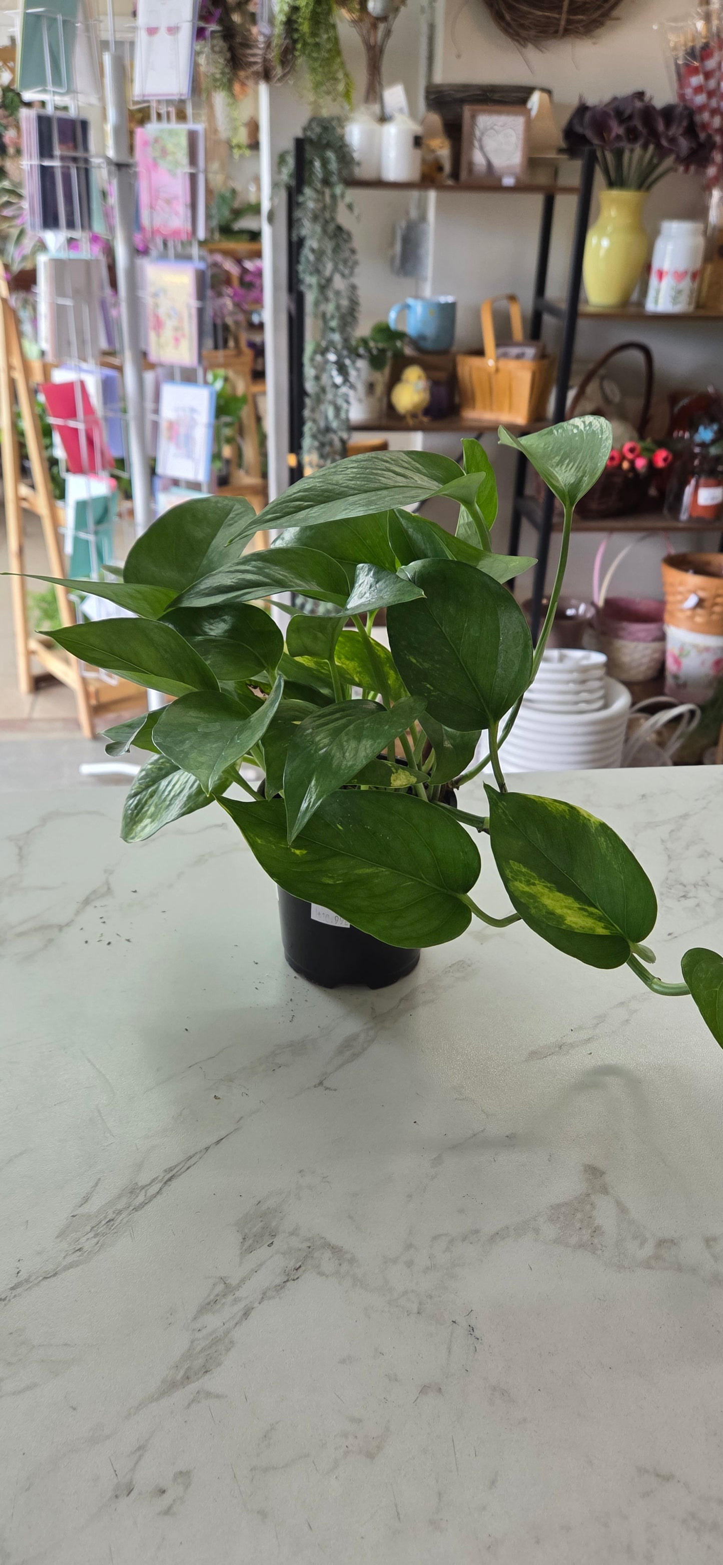 Golden Pothos