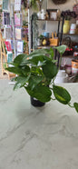 Golden Pothos