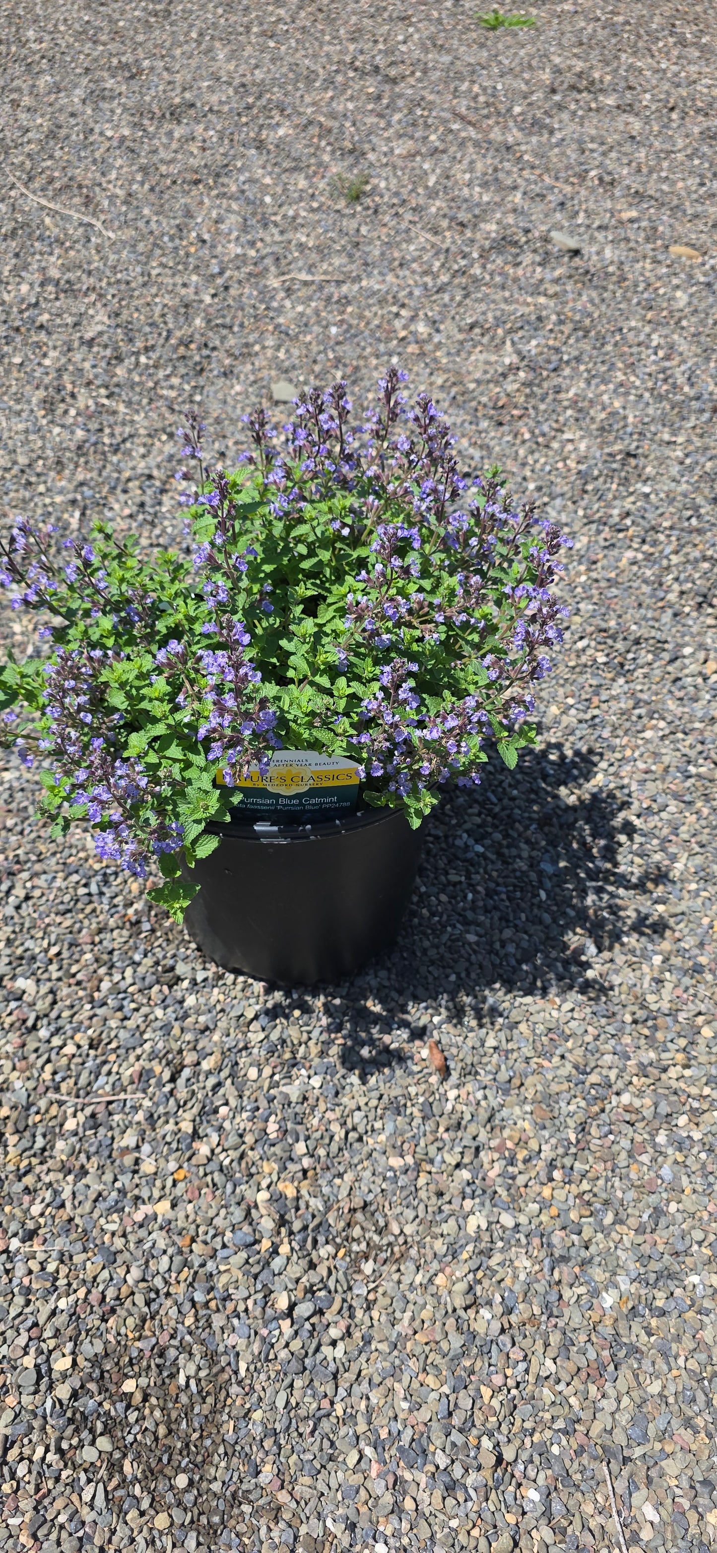 Catmint 'Perrsian Blue'