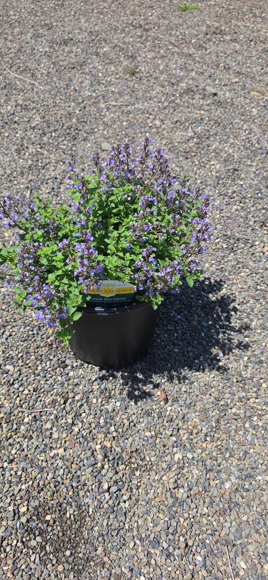 Catmint 'Perrsian Blue'
