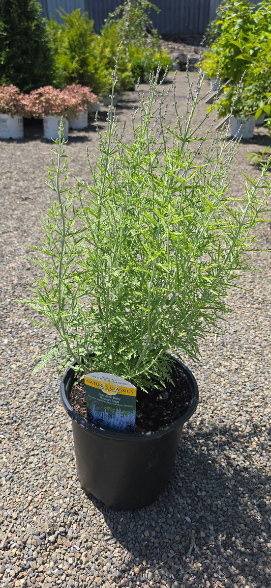 Russian Sage 'Blue Jean Baby'
