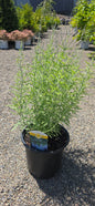 Russian Sage 'Blue Jean Baby'
