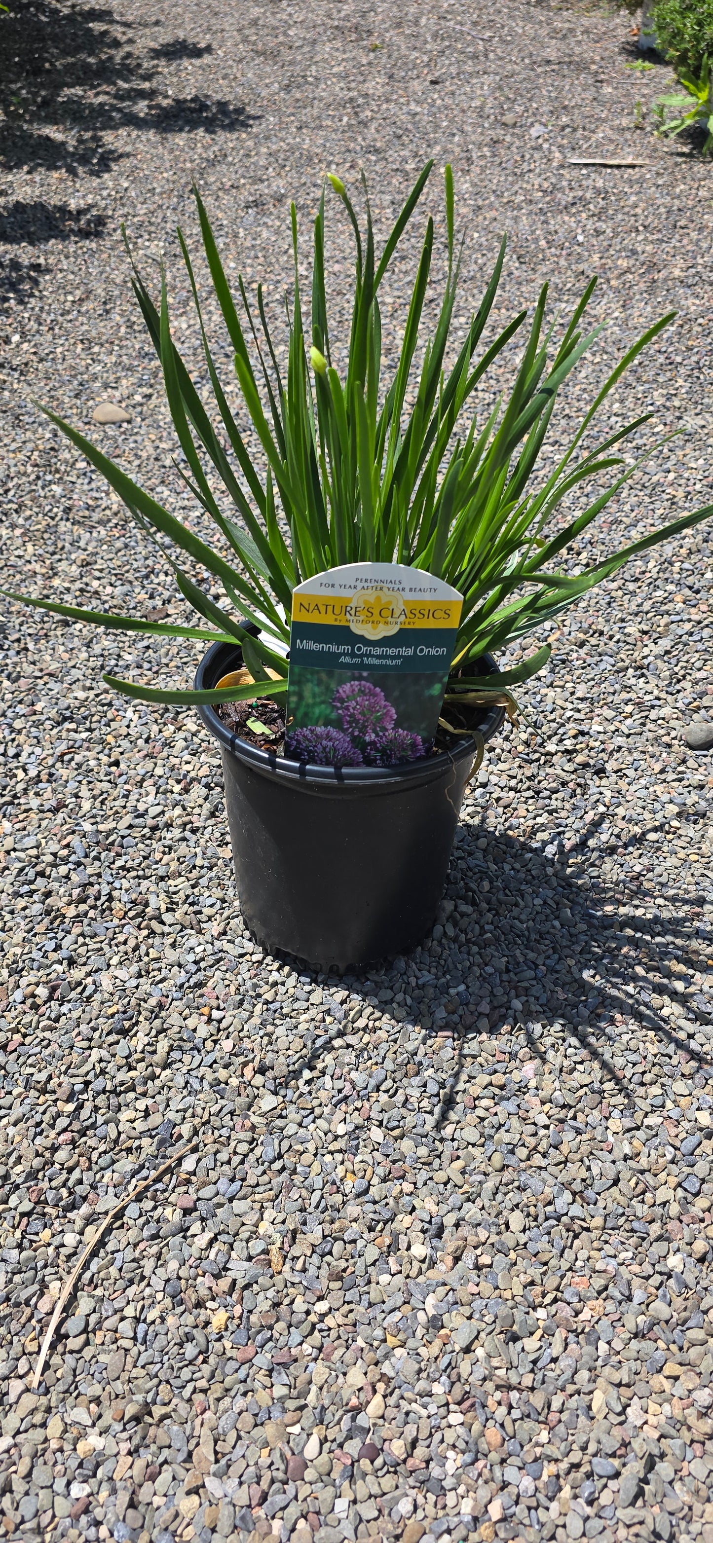 Allium 'Millenium'