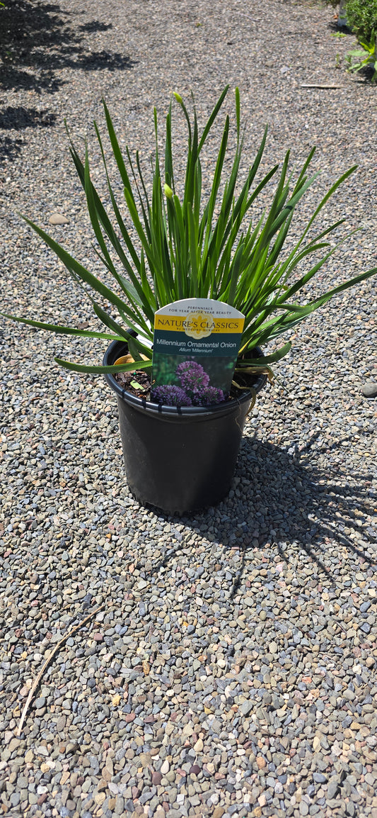 Allium 'Millenium'