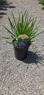 Allium 'Millenium'